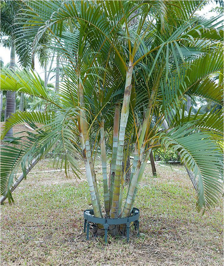 Tree Light GA-TPH8010 - Image 7